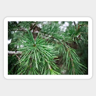Winter Christmas Pine Tree Branch Sticker